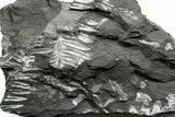 Fossil Seed Fern (Alethopteris & Pecopteris) Plate - Pennsylvania #377516-1